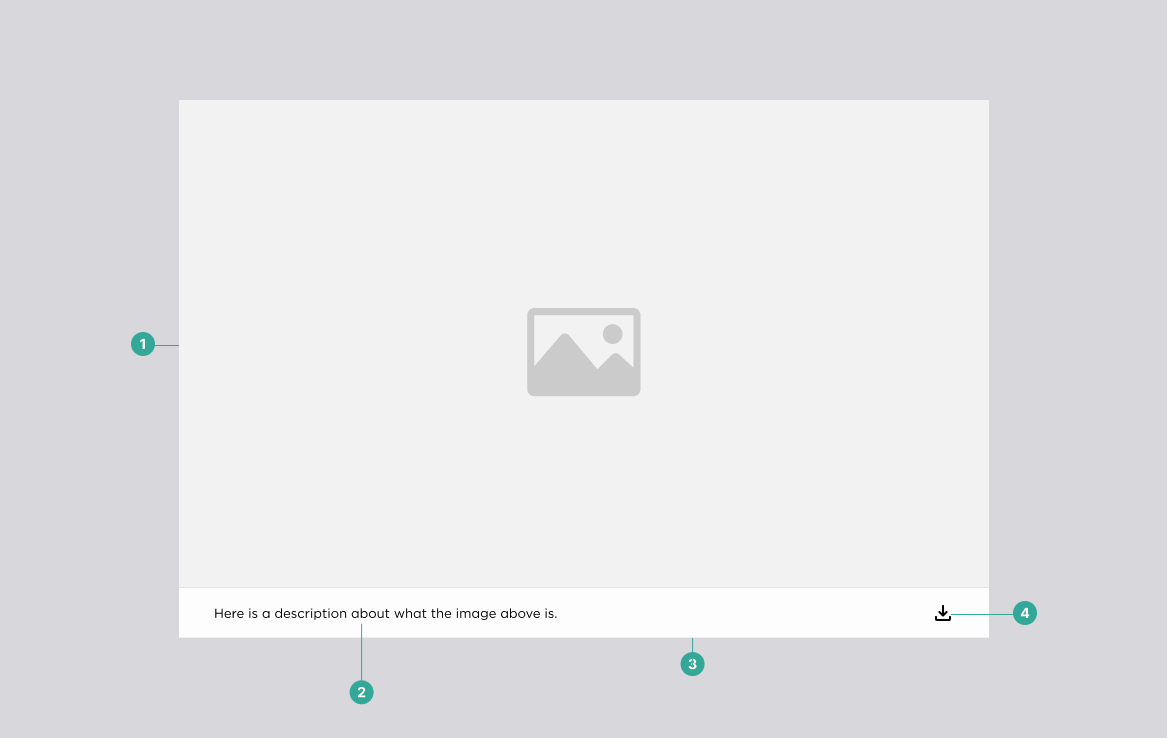 Image default anatomy